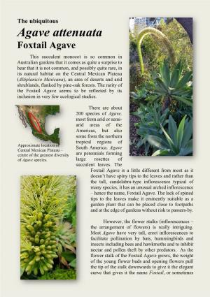 Plant of the Week – Agave Attenuata