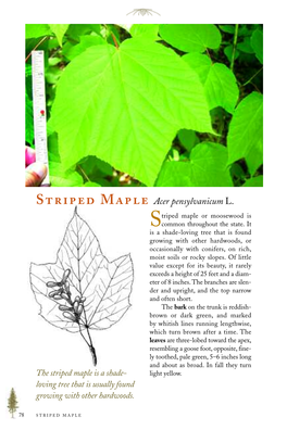 Striped Maple Is a Shade- Light Yellow