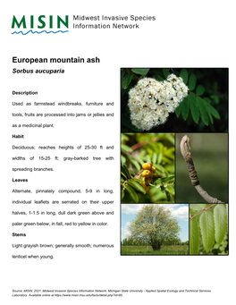 European Mountain Ash Sorbus Aucuparia