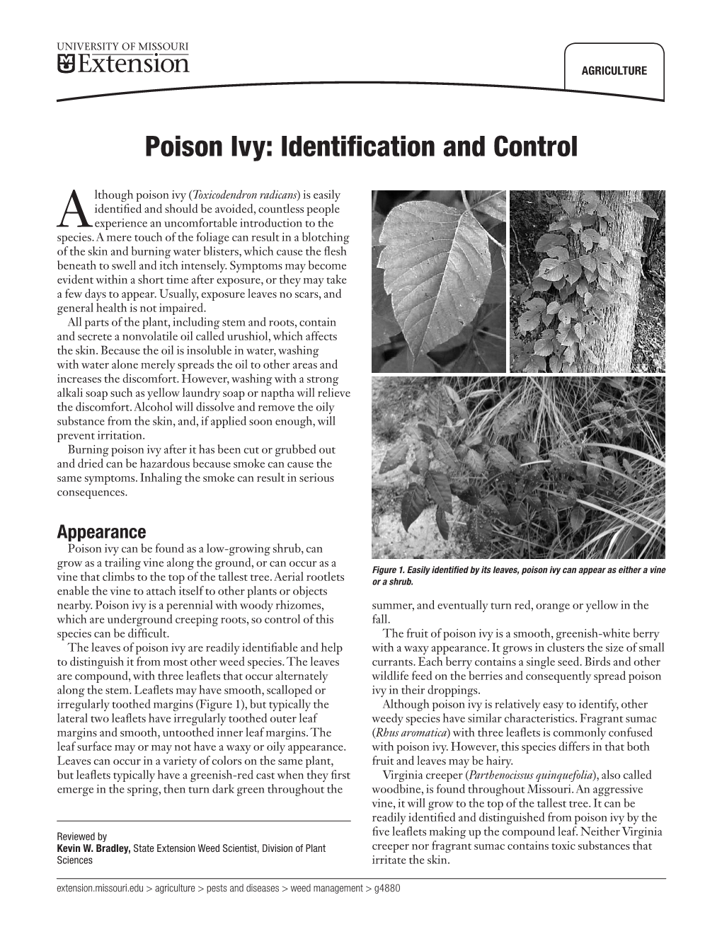 Poison Ivy: Identification and Control