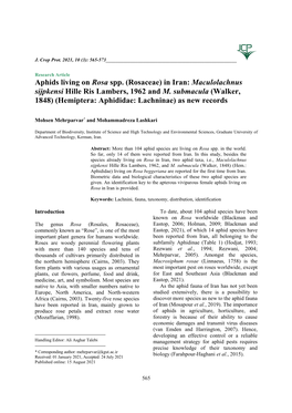 Aphids Living on Rosa Spp. (Rosaceae) in Iran: Maculolachnus Sijpkensi Hille Ris Lambers, 1962 and M