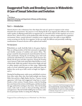 Exaggerated Traits and Breeding Success in Widowbirds: a Case of Sexual Selection and Evolution by J