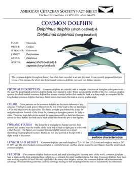 COMMON DOLPHIN Delphinus Delphis (Short-Beaked) & Delphinus Capensis (Long-Beaked)