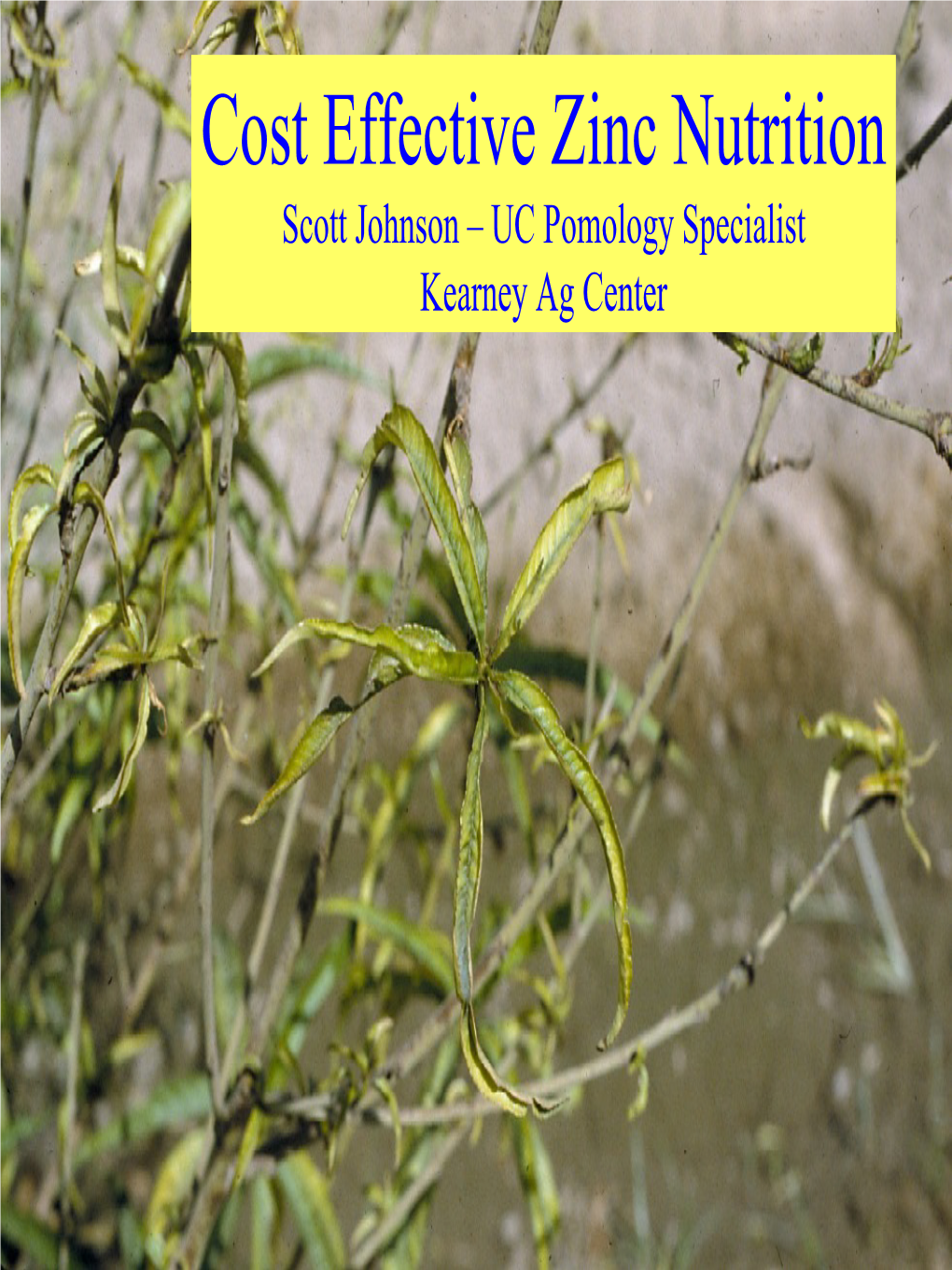 Cost Effective Zinc Nutrition Scott Johnson – UC Pomology Specialist Kearney Ag Center Hiawatha Nemaguard Peach Rootstocks and Zn Uptake December 2006 Shoot Zn