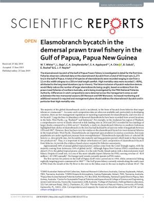 Elasmobranch Bycatch in the Demersal Prawn Trawl Fishery in The