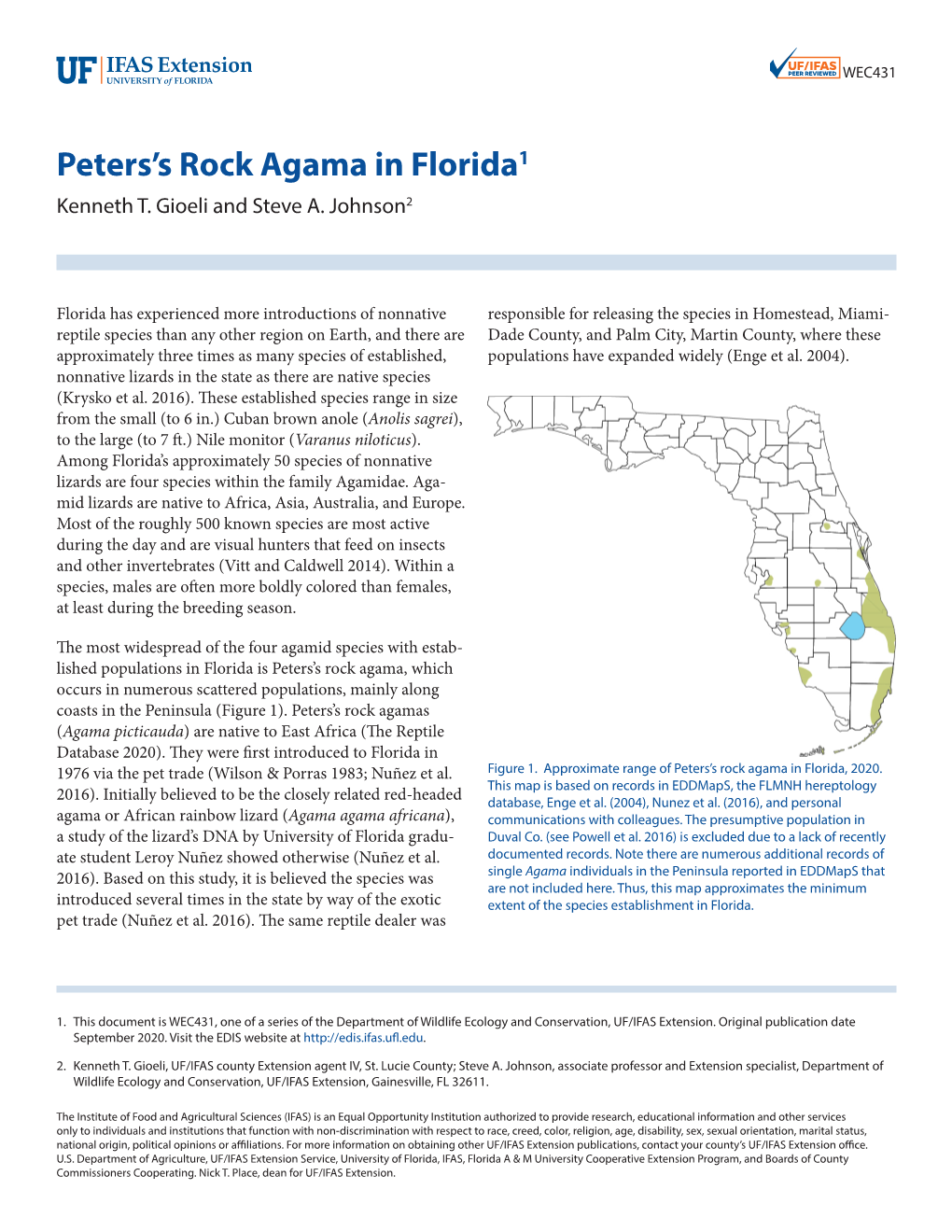 Peters's Rock Agama in Florida1