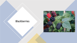 Berries Blackberries - Overview