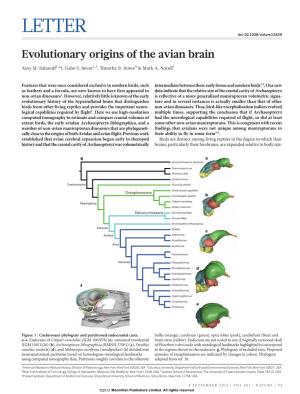 Evolutionary Origins of the Avian Brain
