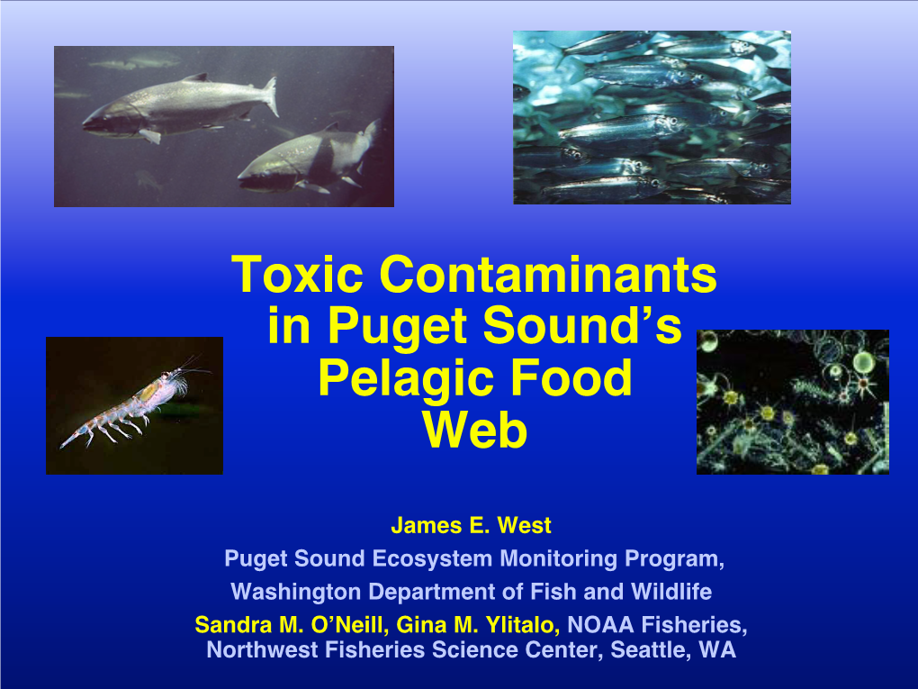 Toxic Contaminants in Puget Sound's Pelagic Food