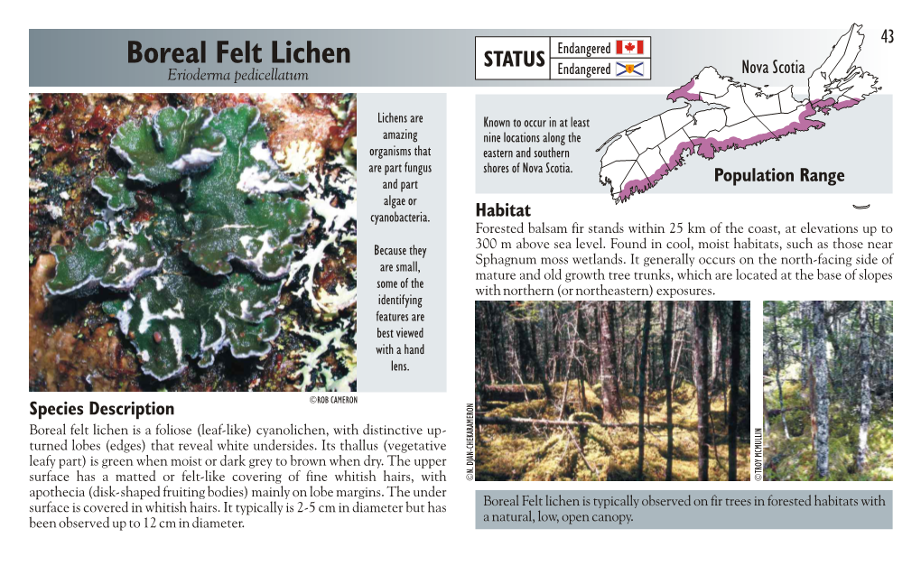 Boreal Felt Lichen Endangered STATUS Endangered Nova Scotia Erioderma Pedicellatum