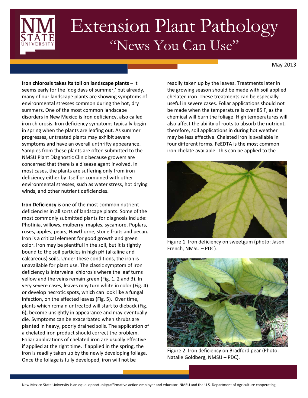 Iron Chlorosis Takes Its Toll on Landscape Plants – It Readily Taken up by the Leaves