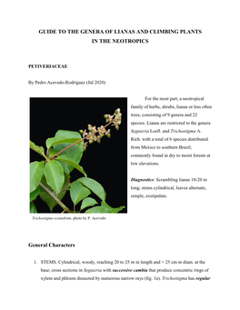 Lianas and Climbing Plants of the Neotropics: Petiveriaceae