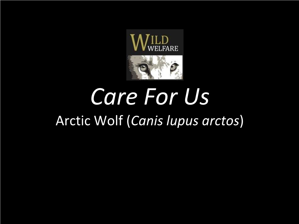Arctic Wolf (Canis Lupus Arctos) Animal Welfare