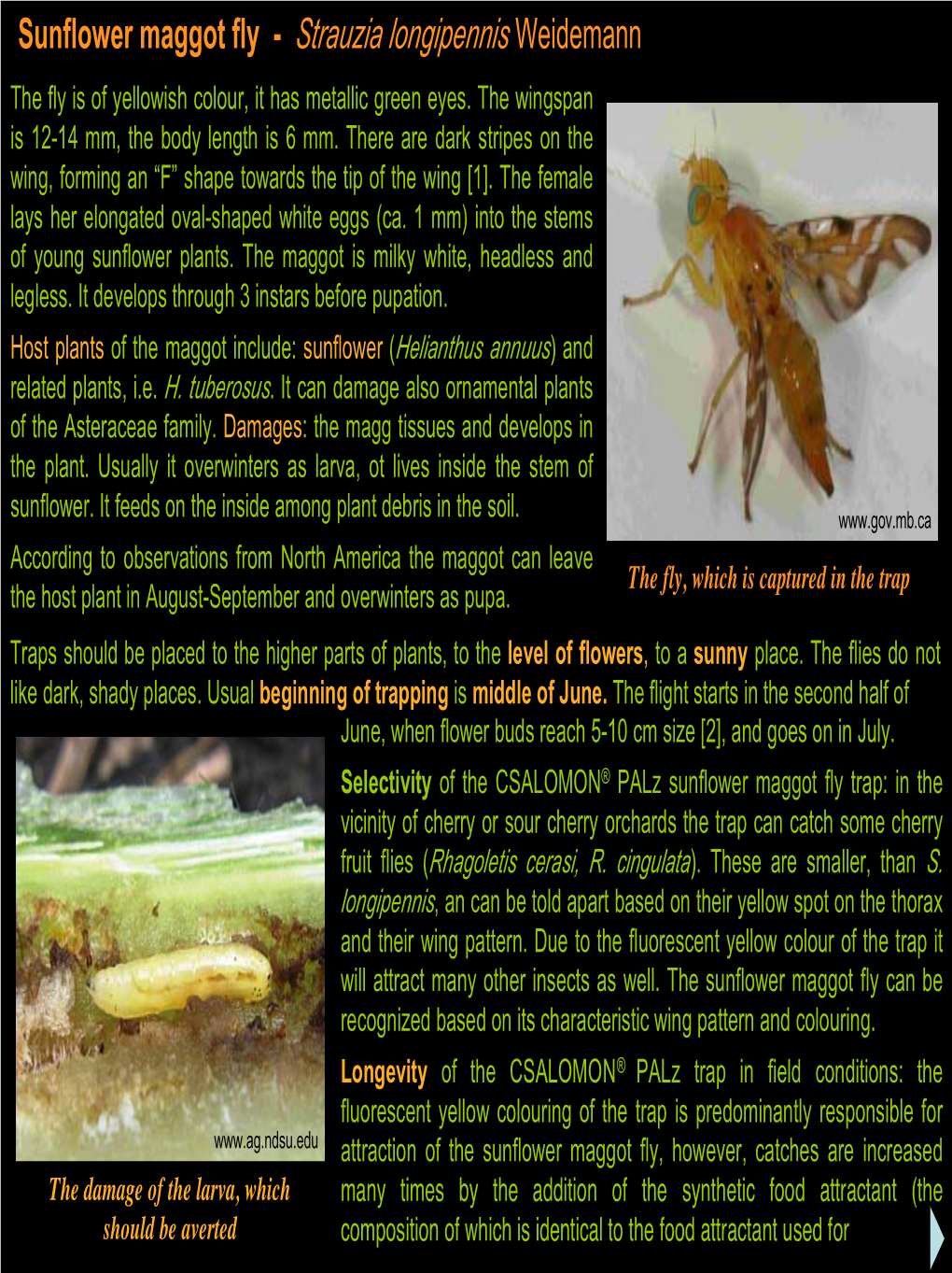 Sunflower Maggot Fly - Strauzia Longipennis Weidemann the Fly Is of Yellowish Colour, It Has Metallic Green Eyes