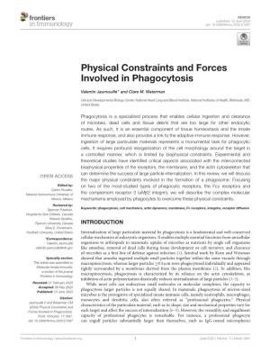 Physical Constraints and Forces Involved in Phagocytosis