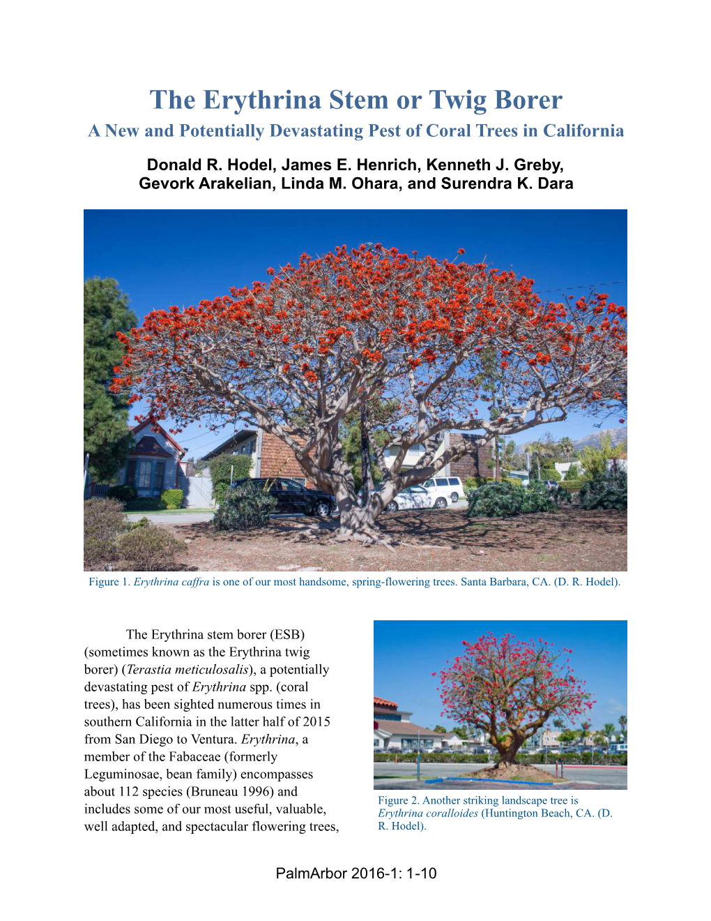 The Erythrina Stem Or Twig Borer a New and Potentially Devastating Pest of Coral Trees in California