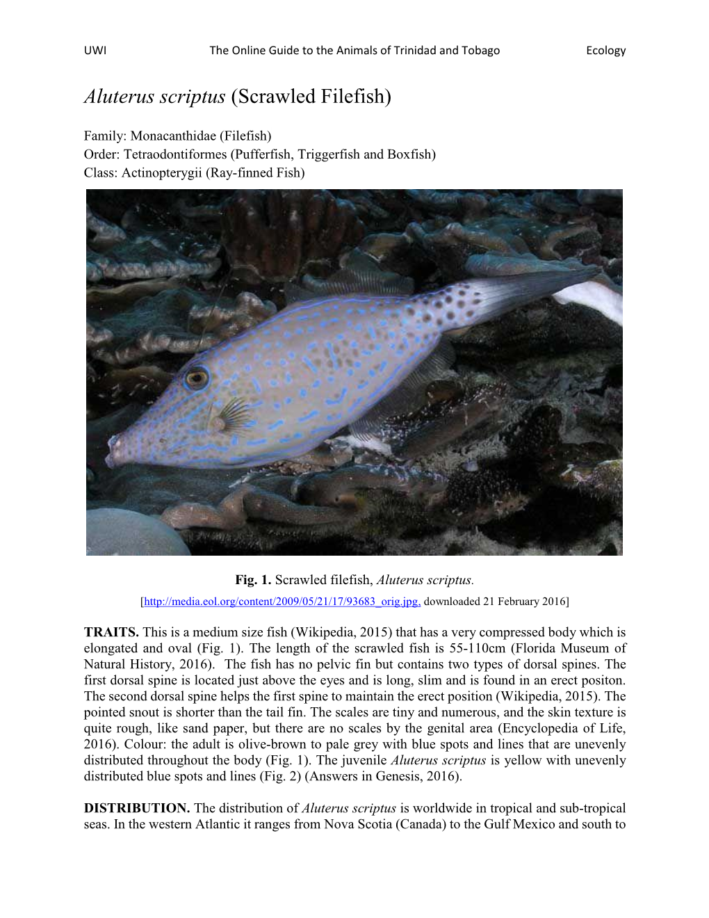 Aluterus Scriptus (Scrawled Filefish)