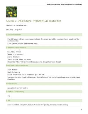 Species: Dasiphora (Potentilla) Fruticosa