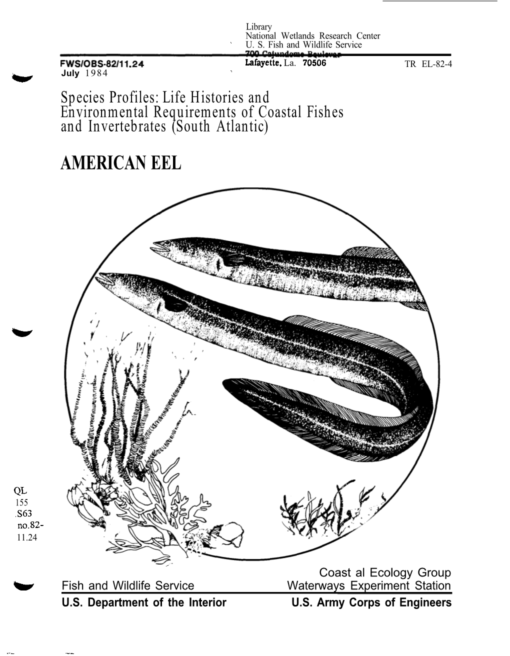 American Eel