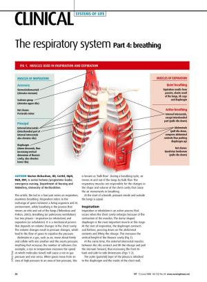 The Respiratory System Part 4: Breathing