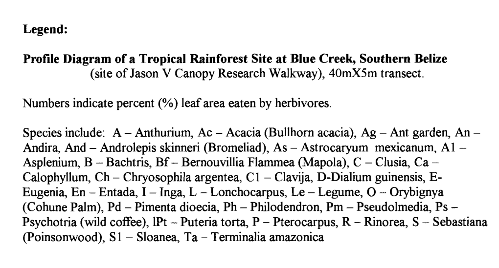 Profile Diagram of a Tropical Rainforest Site at Blue Creek, Southern Belize (Site of Jason V Canopy Research Walkway), 40Mx5m Transect