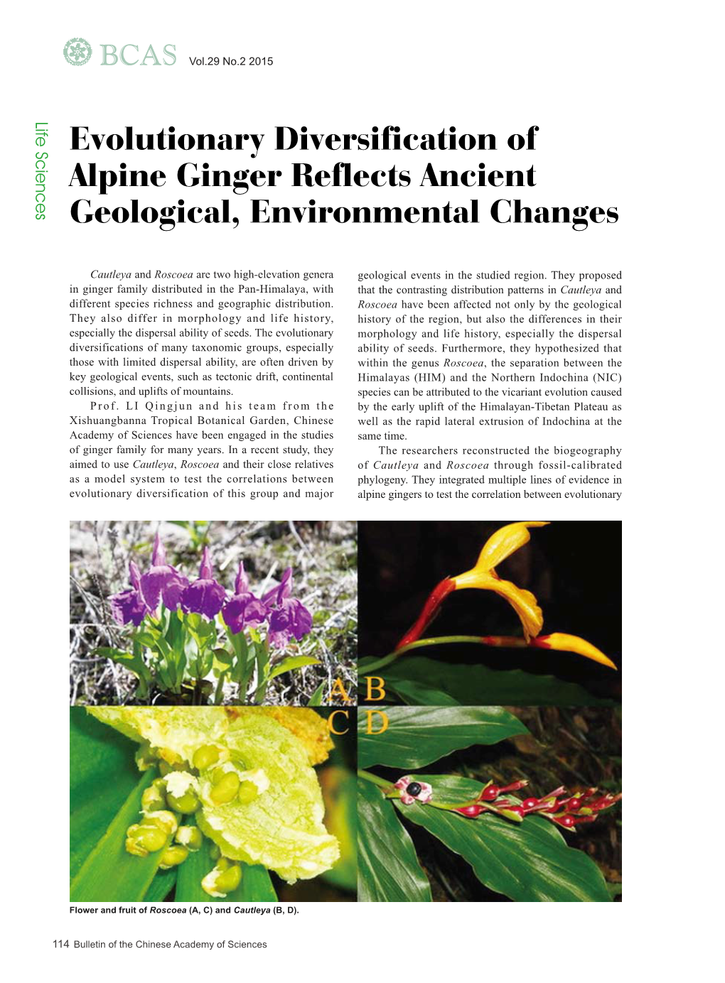 Evolutionary Diversification of Alpine Ginger Reflects Ancient Geological, Environmental Changes