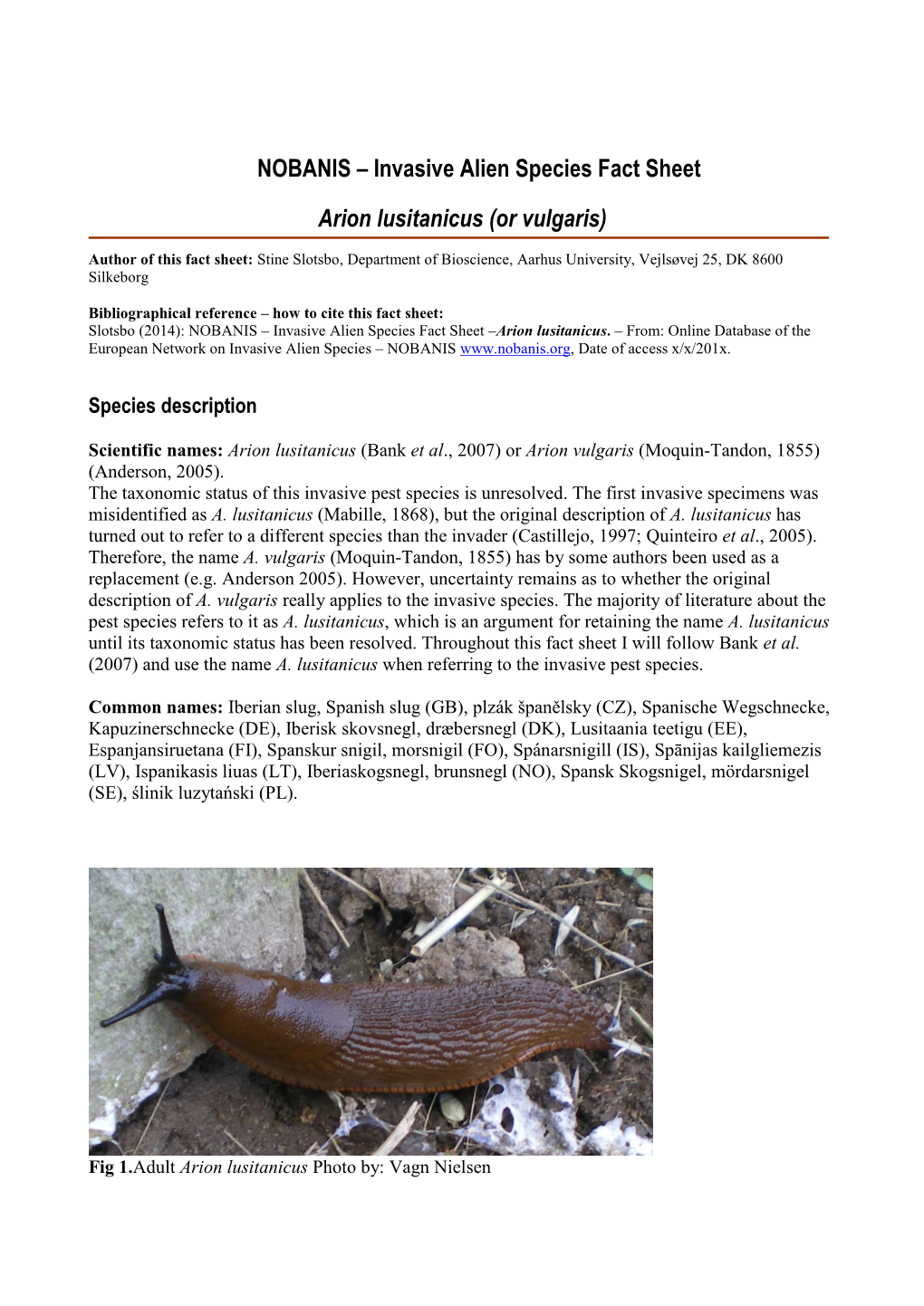 Arion Lusitanicus (Or Vulgaris)