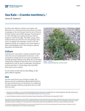 Sea Kale—Crambe Maritima L.1 James M