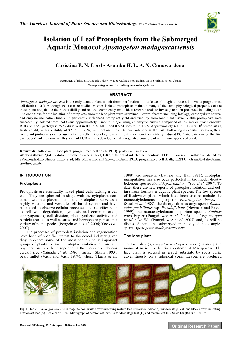 Isolation of Leaf Protoplasts from the Submerged Aquatic Monocot Aponogeton Madagascariensis