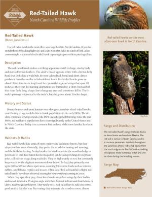 Red-Tailed Hawk North Carolina Wildlife Profiles