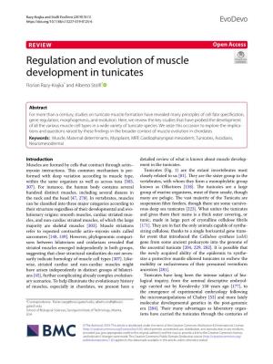 Regulation and Evolution of Muscle Development in Tunicates Florian Razy‑Krajka* and Alberto Stolf*