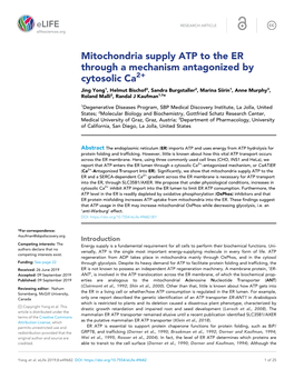 Mitochondria Supply ATP to the ER Through a Mechanism Antagonized