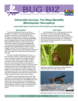 Climaciella Brunnea, the Wasp Mantidfly (Mantispidae: Neuroptera) Joseph Mccarthy, Forest Huval, Chris Carlton and Gene Reagan