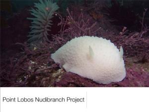 Point Lobos Nudibranch Project Topics for Tonight