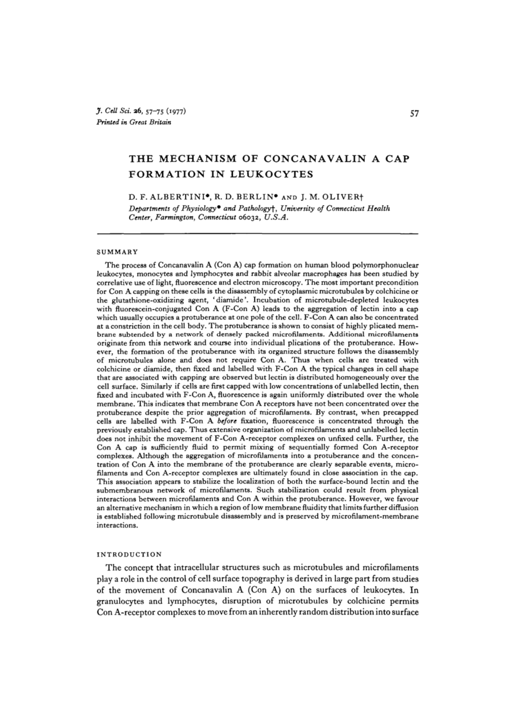 The Mechanism of Concanavalin a Cap Formation in Leukocytes