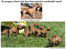 Do Progeny Inherit Traits from Their Parents in Predictable Ways?