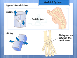 Saddle Joint Type of Synovial Joint Gliding Occurs Between the Small