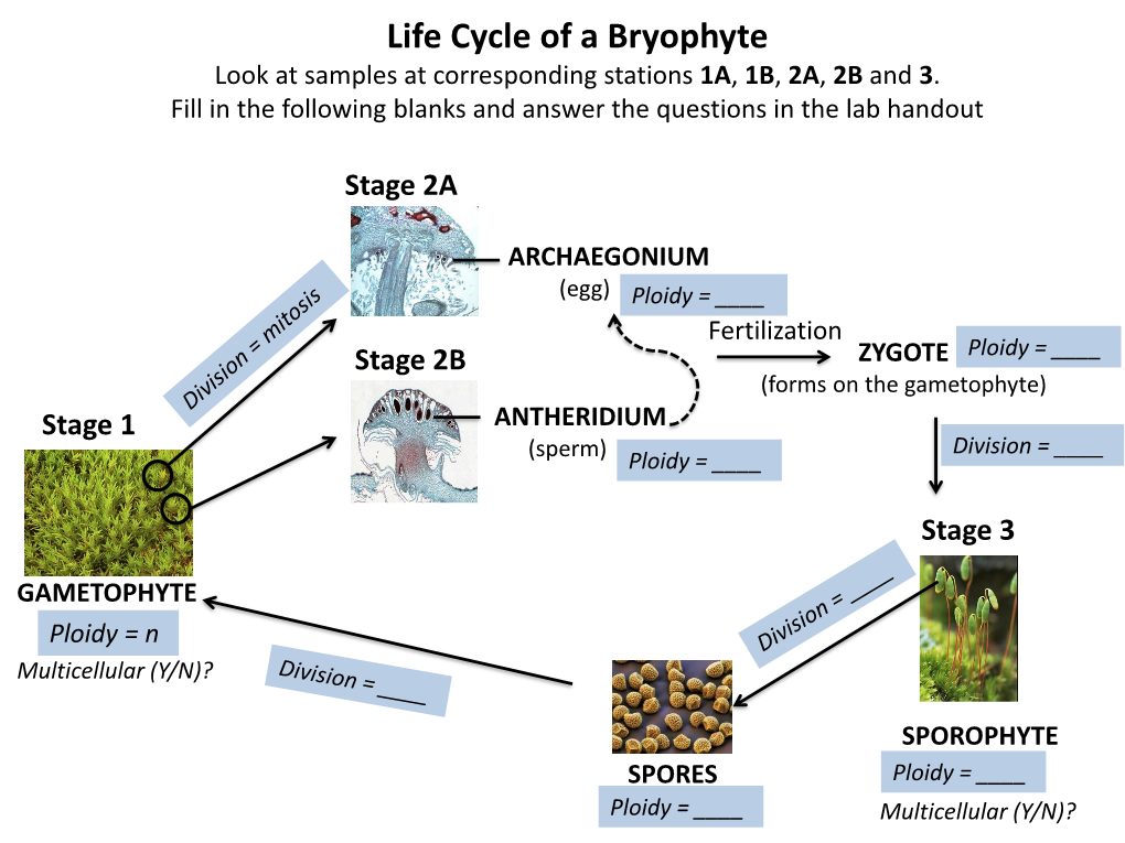 Life Cycle of a Bryophyte Look at Samples at Corresponding Stations 1A, 1B, 2A, 2B and 3