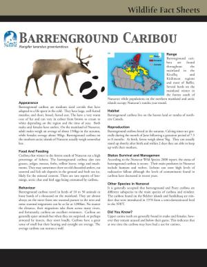 Barrenground Caribou Are Medium Sized Cervids That Have Adapted to a Life Spent in the Cold