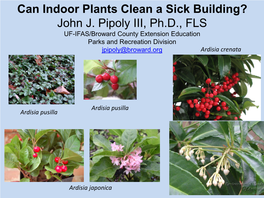 Can Indoor Plants Clean a Sick Building? John J. Pipoly III, Ph.D