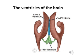 The Ventricles of the Brain