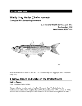 Thinlip Grey Mullet (Chelon Ramada) Ecological Risk Screening Summary