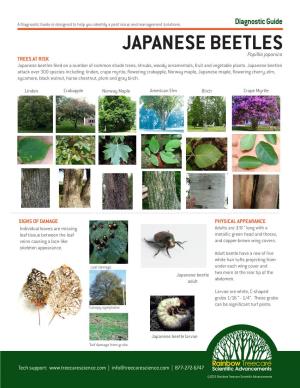 JAPANESE BEETLES Popillia Japonica TREES at RISK Japanese Beetles Feed on a Number of Common Shade Trees, Shrubs, Woody Ornamentals, Fruit and Vegetable Plants