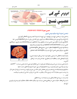 (Neuron) (Spinal Cord and Brain) Neuroglia (Support) Neuroglia