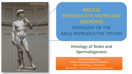 Spermatogonia, Primary and Secondary Spermatocytes, and Early and Late Spermatids