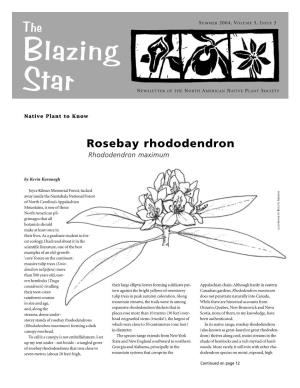Rosebay Rhododendron Rhododendron Maximum
