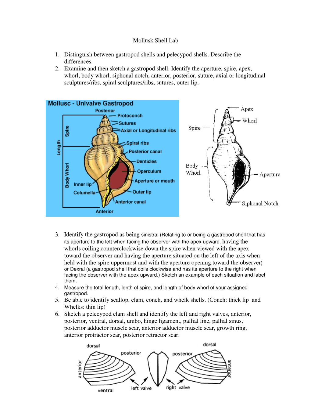 Mollusk Shell Lab 1. Distinguish Between Gastropod Shells And