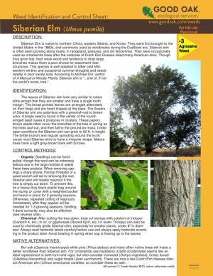 Siberian Elm (Ulmus Pumila) Restricted DESCRIPTION: Siberian Elm Is Native to Northern China, Eastern Siberia, and Korea