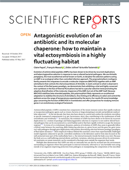 Antagonistic Evolution of an Antibiotic and Its Molecular Chaperone