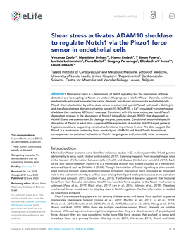 Shear Stress Activates ADAM10 Sheddase to Regulate Notch1 Via